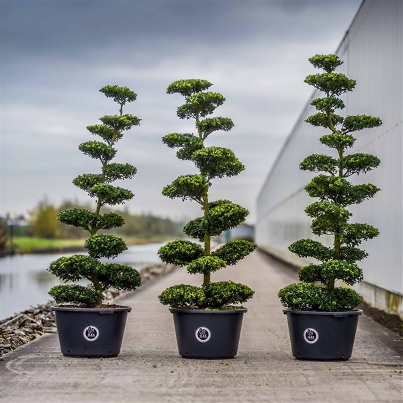 Japansk järnek – Ilex crenata 'Dark Green'® - 150-175 CM Bonsai Cont.